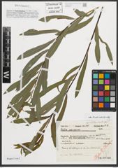 Foto von Salix purpurea L.
